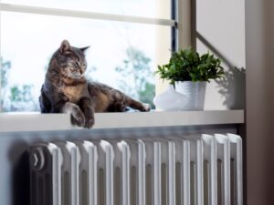 Cat Impacting Air Quality